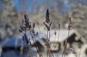 Vinterhus_800 Vinterhus_800