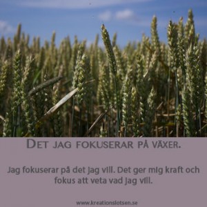 Det-jag-fokuserar-pa-vaxer