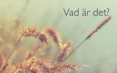 Skriva biografiskt i olika skepnad