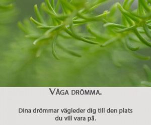 Våga drömma