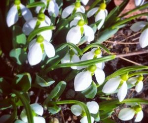 Blomma eller snödroppe?